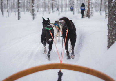 helsinquia, capital da finlandia, henlsínquia, visitar a finlandia, visitar a finlândia, ártico, sauna finlandesa, sauna seca, lapónia, laponia, husky, huskies, renas, rena, pai natal, pai natal laponia, auroras boreais, aurora boreal, aurora laponia, paises nordicos, finlandia, , suecia finlandia laponia dog sledding husky pai natal elfos RES