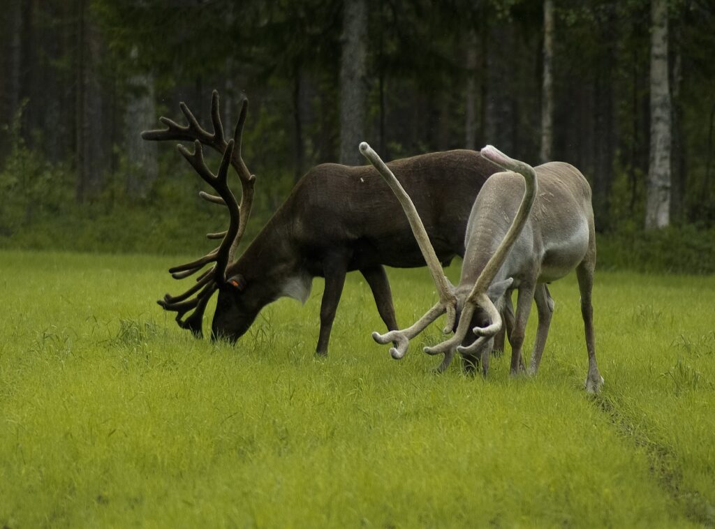 helsinquia, capital da finlandia, henlsínquia, visitar a finlandia, visitar a finlândia, ártico, sauna finlandesa, sauna seca, lapónia, laponia, husky, huskies, renas, rena, pai natal, pai natal laponia, auroras boreais, aurora boreal, aurora laponia, paises nordicos, finlandia, , suecia