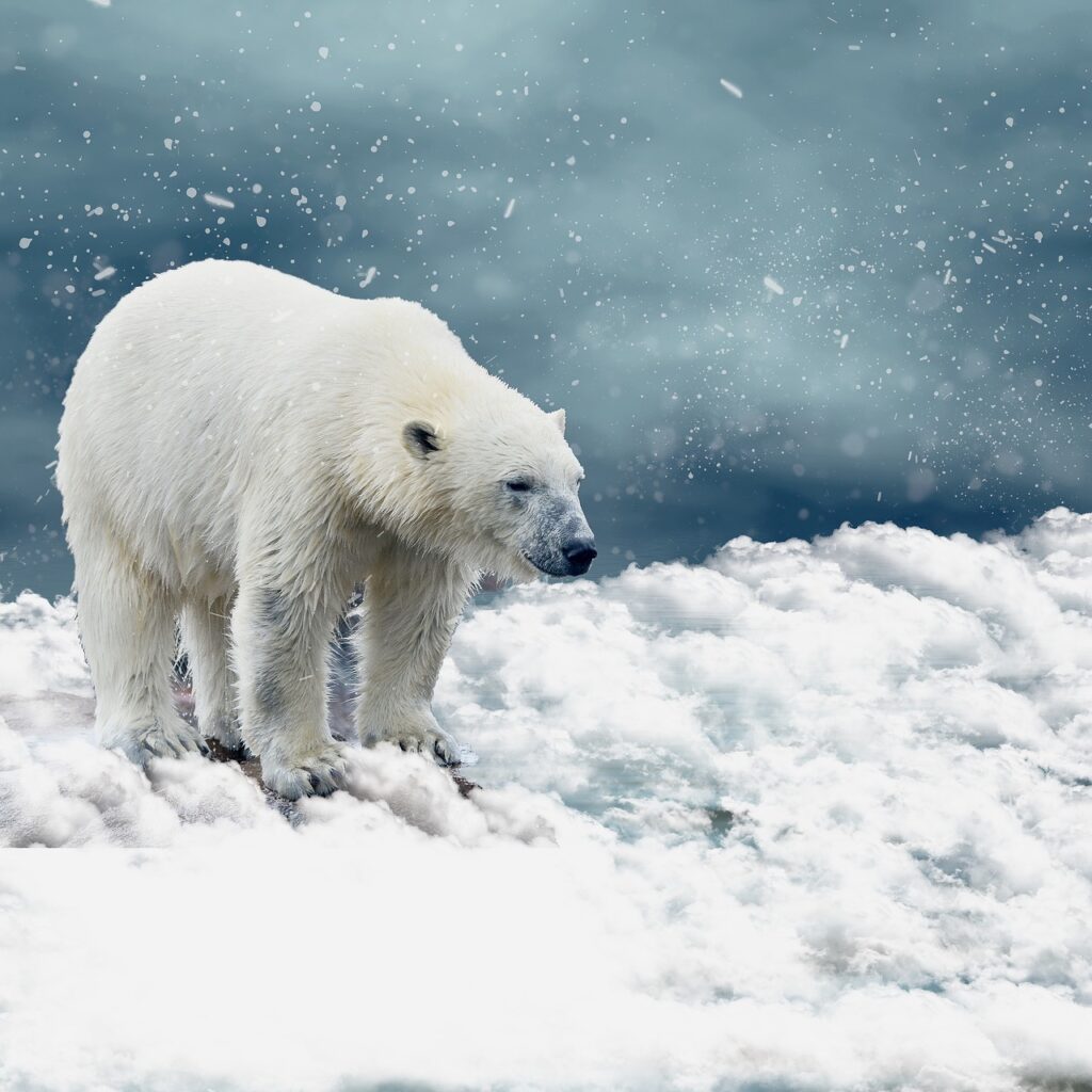 gronelandia gronelândia nuuk capital urso polar ursos polares raposas do ártico baleias orcas islandia islândia disco bay illulisat icebergs icebergues glac