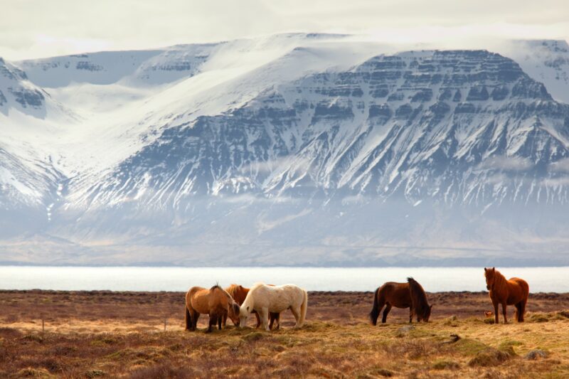 icelandic horse cavalo islandes ponei poney tour horse riding andar a cavalo horse rental